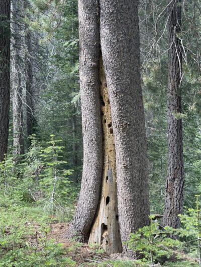 Lower Carpenter Valley Trailhead - Truckee, CA