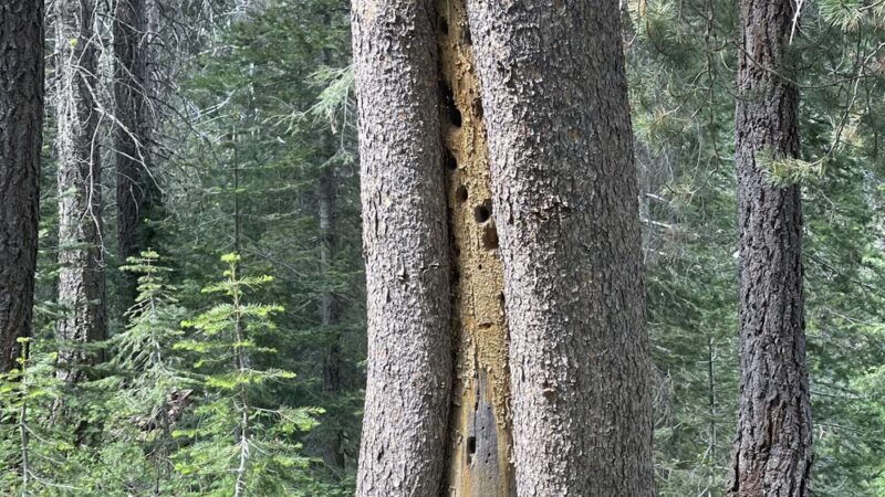 Lower Carpenter Valley Trailhead - Truckee, CA