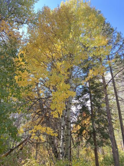 Nature Loop Trailhead - Truckee, CA