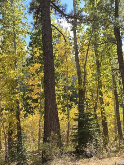 Nature Loop Trailhead - Truckee, CA