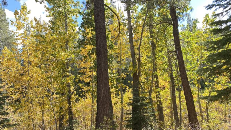 Nature Loop Trailhead - Truckee, CA