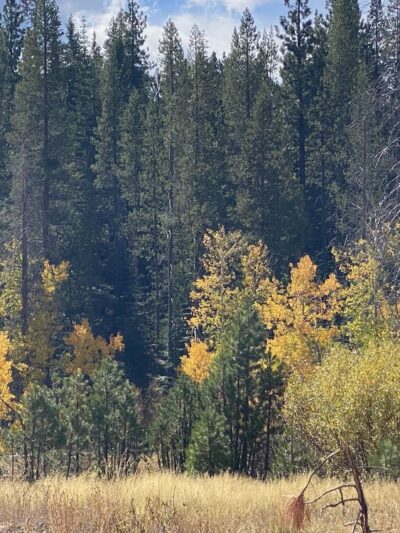 Nature Loop Trailhead - Truckee, CA