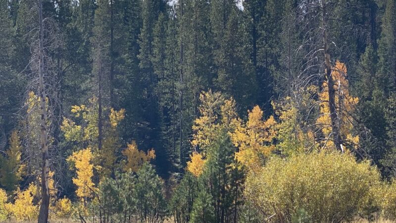 Nature Loop Trailhead - Truckee, CA