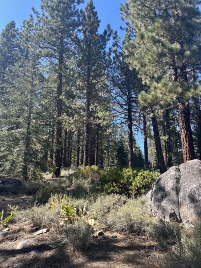 Trout Creek Trail - Truckee, CA