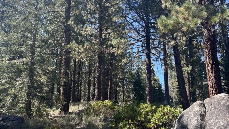 Trout Creek Trail - Truckee, CA