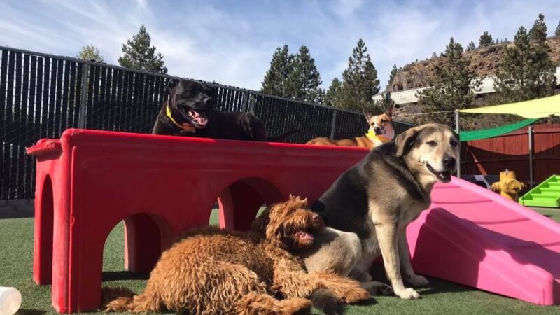 Truckee-Tahoe Pet Lodge - Truckee, CA