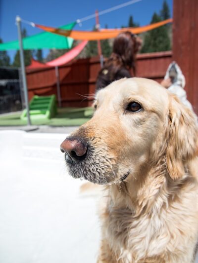 Truckee-Tahoe Pet Lodge - Truckee, CA
