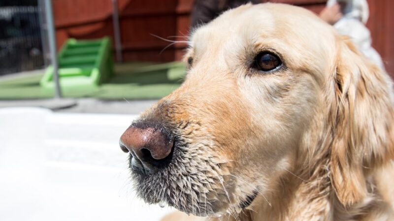 Truckee-Tahoe Pet Lodge - Truckee, CA