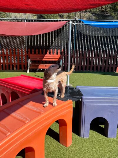 Truckee-Tahoe Pet Lodge - Truckee, CA