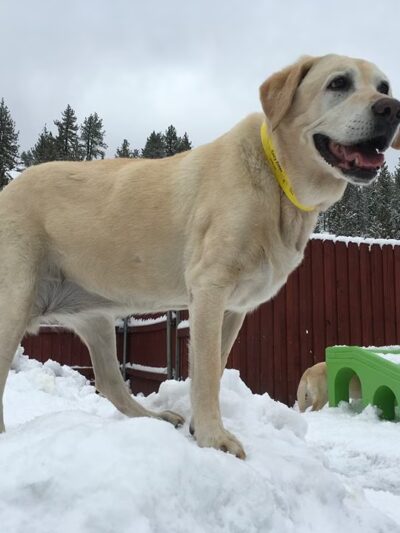 Truckee-Tahoe Pet Lodge - Truckee, CA
