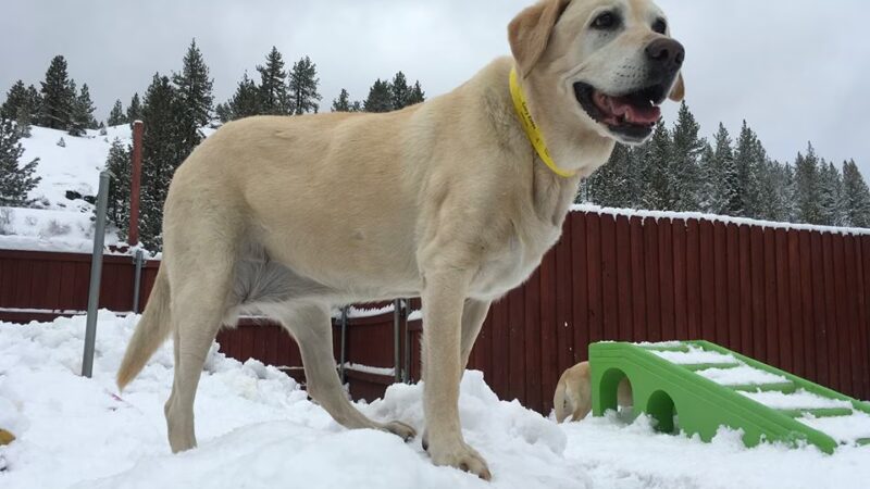 Truckee-Tahoe Pet Lodge - Truckee, CA
