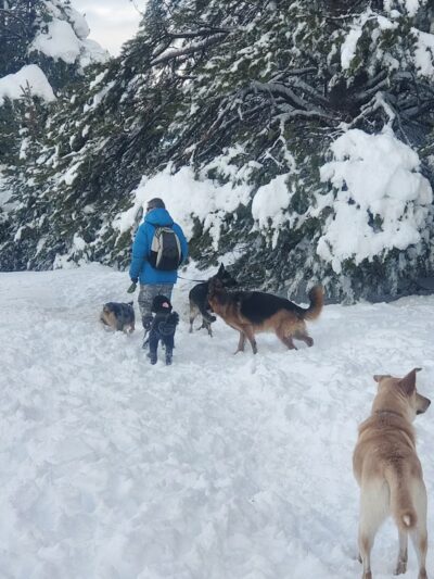 Truckee Dog - ,