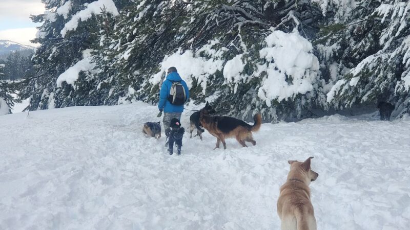 Truckee Dog - ,