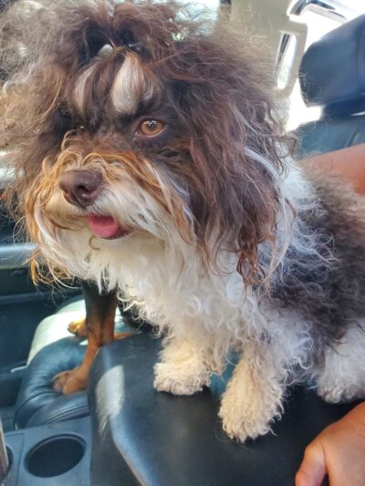 Truckee Dog - ,