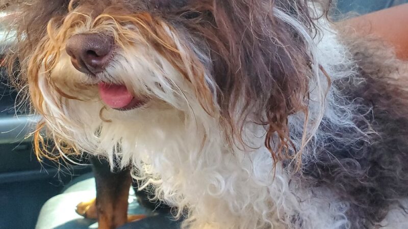 Truckee Dog - ,
