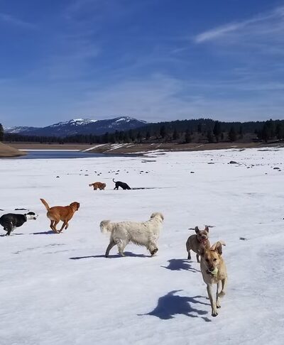 Truckee Dog - ,