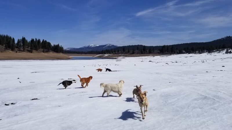 Truckee Dog - ,