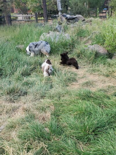 Truckee Dog - ,