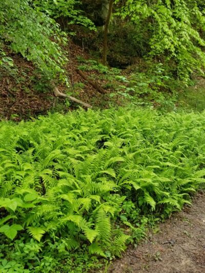 Vaughn Creek Greenway Hiking Trail - Tryon, NC