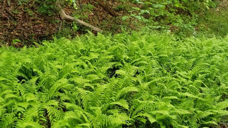 Vaughn Creek Greenway Hiking Trail - Tryon, NC