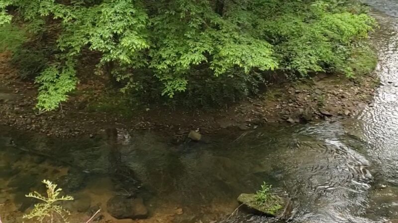 Vaughn Creek Greenway Hiking Trail - Tryon, NC