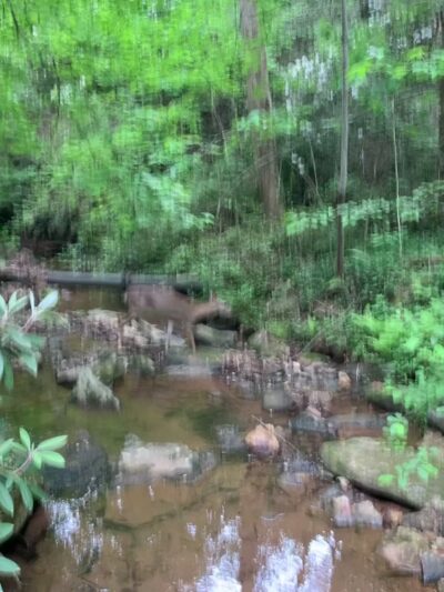 Woodland Park Trail Head - Tryon, NC