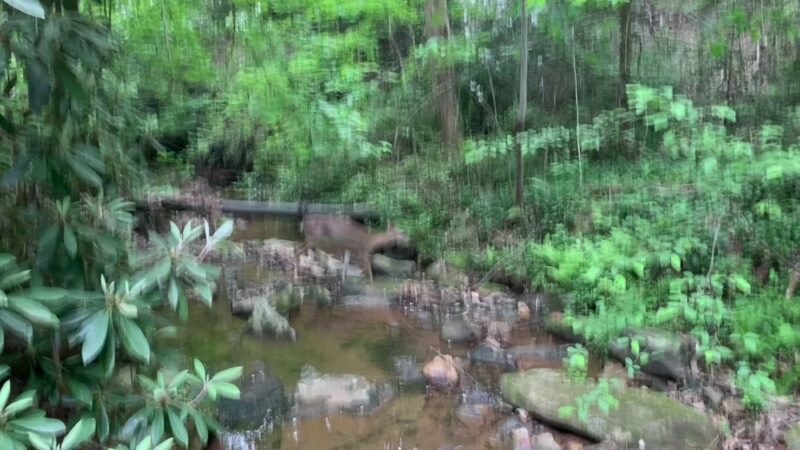 Woodland Park Trail Head - Tryon, NC