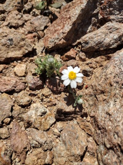 Explorer Trailhead - Tucson, AZ