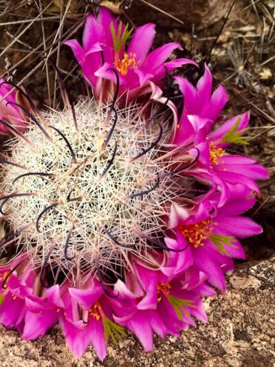 Hidden Canyon Trail - Tucson, AZ