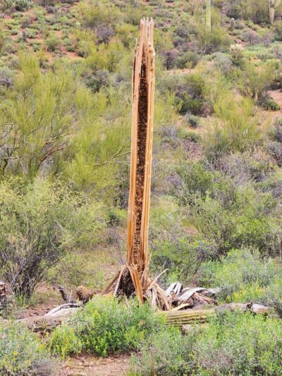 Hidden Canyon Trail - Tucson, AZ