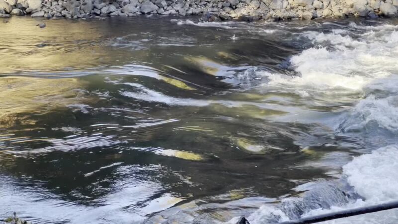 Green River Trail - Tukwila, WA