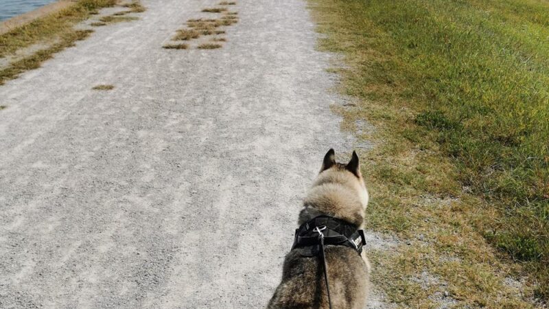 A. B. Jewell Walking Trail - Tulsa, OK
