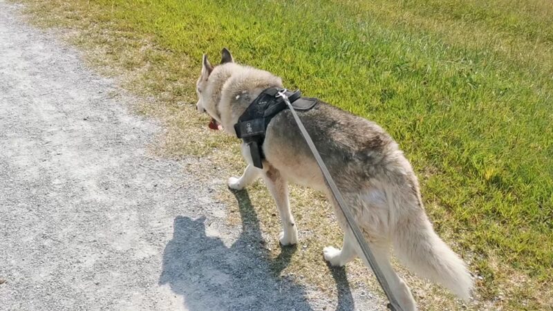 A. B. Jewell Walking Trail - Tulsa, OK
