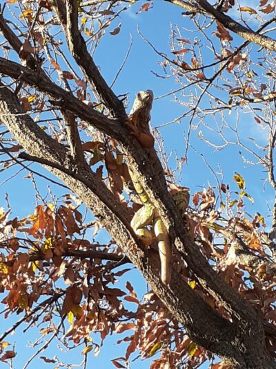 Aaronson Park - Tulsa, OK