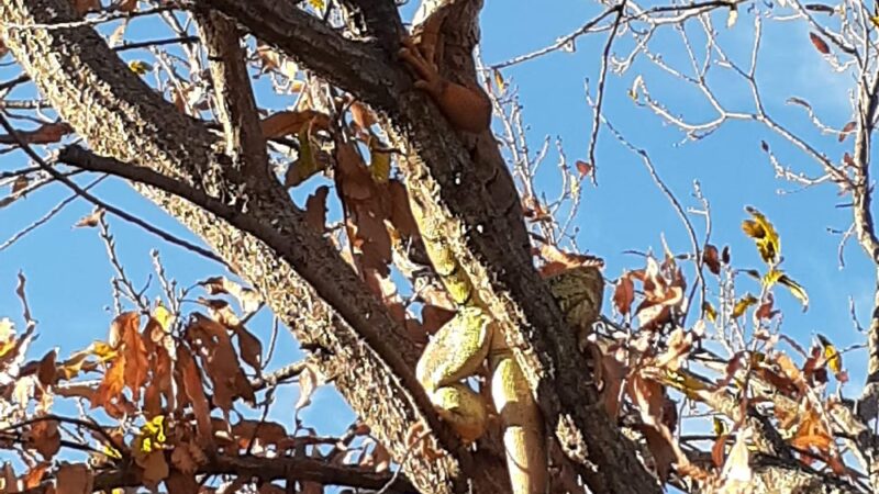 Aaronson Park - Tulsa, OK