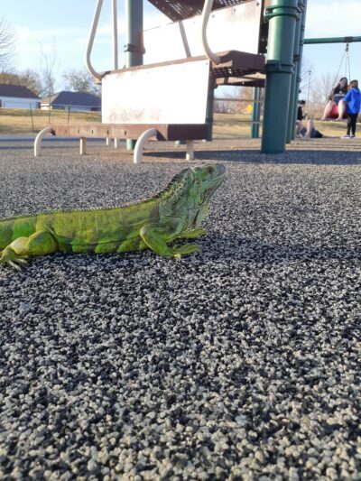 Aaronson Park - Tulsa, OK