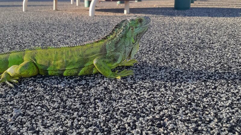 Aaronson Park - Tulsa, OK