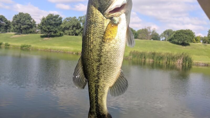 Carol Williams Pond - Tulsa, OK