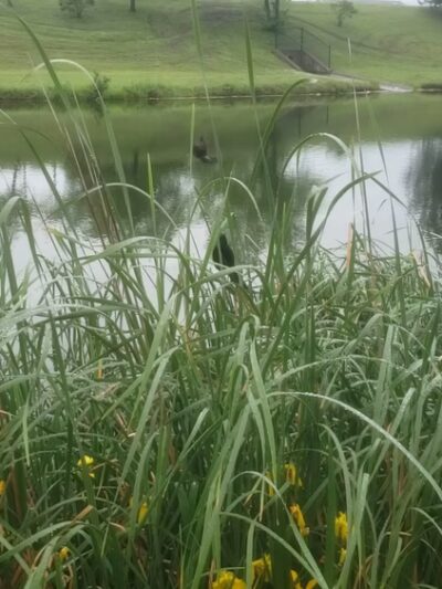 Carol Williams Pond - Tulsa, OK