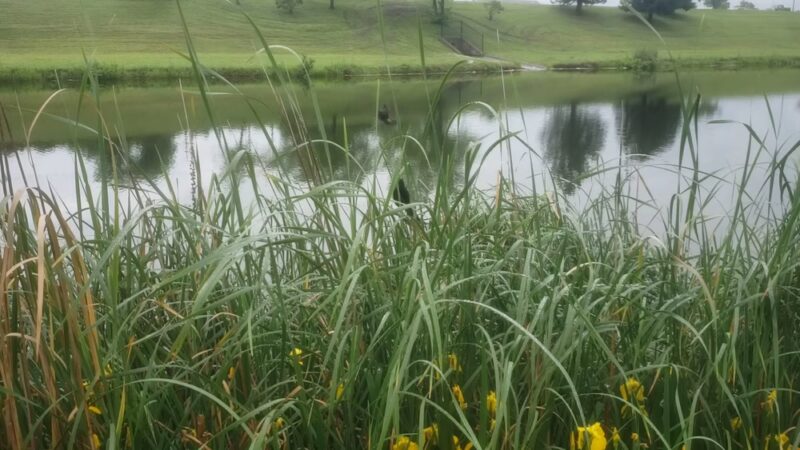 Carol Williams Pond - Tulsa, OK