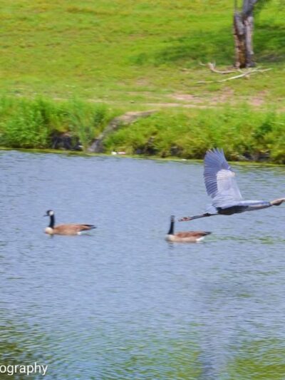 Carol Williams Pond - Tulsa, OK