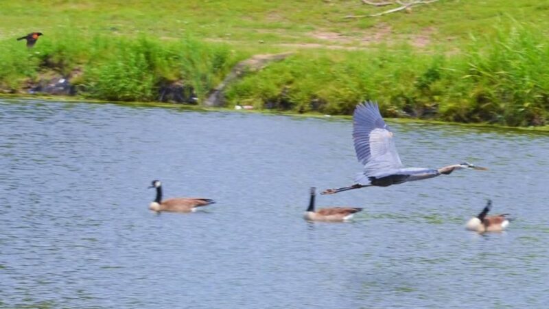 Carol Williams Pond - Tulsa, OK