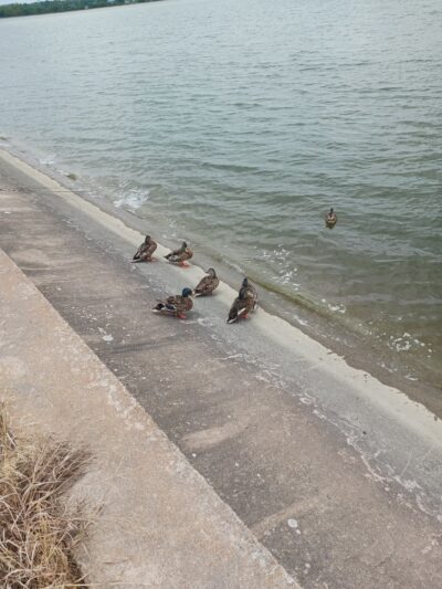 Lynn Lane Reservoir - Tulsa, OK