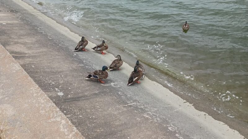 Lynn Lane Reservoir - Tulsa, OK