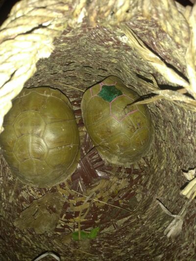 Sequoyah Park - Tulsa, OK