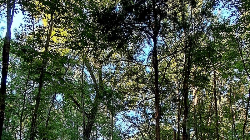 Music Bend Nature Trail - Tupelo, MS