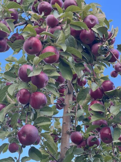 Ricker Hill Orchards - Turner, ME