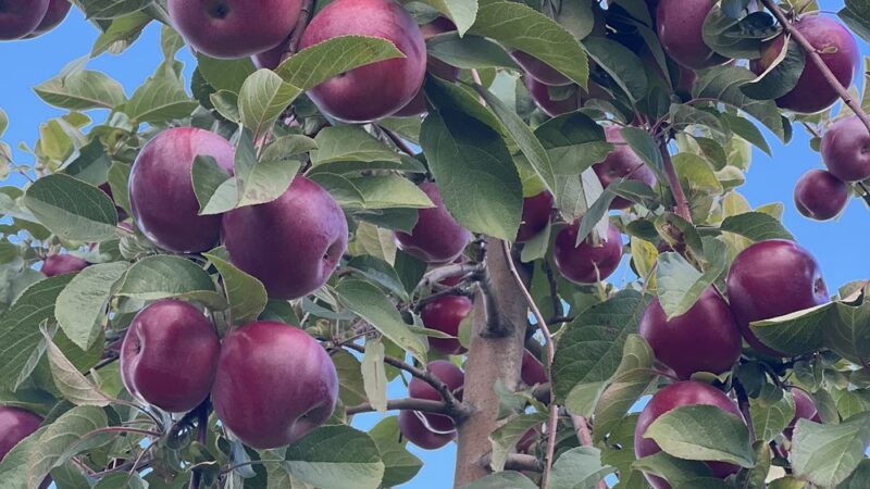 Ricker Hill Orchards - Turner, ME