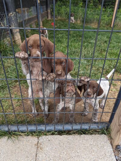 Braveheart Kennels - Tuscarora, MD