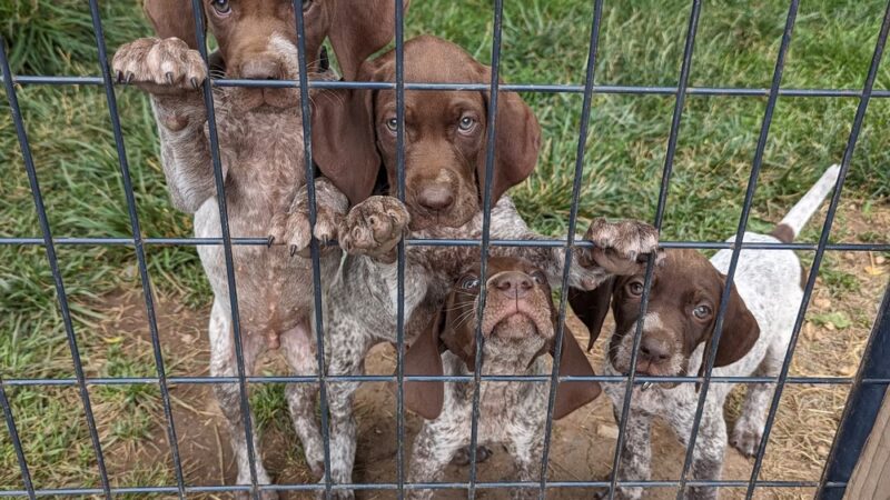 Braveheart Kennels - Tuscarora, MD